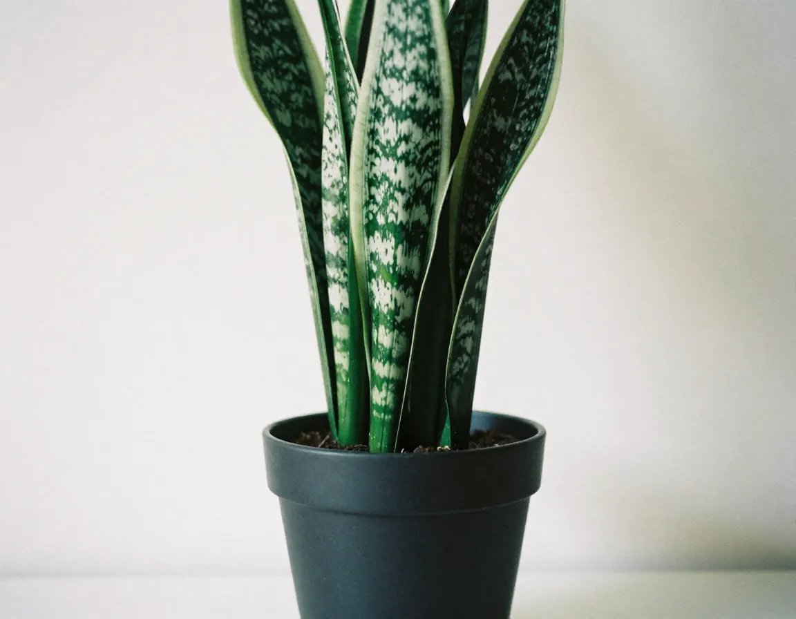 Snake Plant with upright architectural leaves in decorative pot